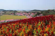 신안군 병풍도 맨드라미공원에 1억 4백만 송이 맨드라미꽃 축제 열린다, 국내여행, 여행정보