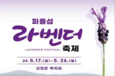퍼플섬! 2천만 송이 라벤더 꽃 축제 개최 , 국내여행, 여행정보