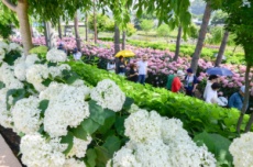 ‘공주 유구색동수국정원 꽃 축제’ 6월 14일 개막 , 국내여행, 여행정보
