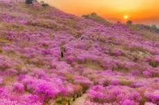 대구 달성군, 참꽃 보러 오세요! 4월 12일, 비슬산 참꽃문화제 개최, 국내여행, 여행정보