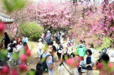 완산공원 꽃동산 주말 절정, 봄꽃 향연 ‘시작’, 국내여행, 여행정보