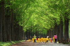 전남도, 담양 메타세쿼이아가로수길·구례수목원 등 걷기 좋은 숲길 4곳 추천 , 국내여행, 여행정보