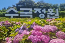 신안, 1억 송이 수국 향연, 신안 ‘섬 수국축제’ 도초도에서 개최 , 국내여행, 여행정보