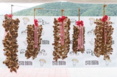 단양군, 한지형 마늘의 모든 것…제19회 단양마늘축제 7.18~20일 개최 , 국내여행, 여행정보
