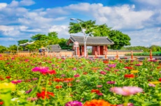 인천 계양구, 가을빛 물들어 가는 계양아라온, '백일홍 꽃밭 초대', 국내여행, 여행정보