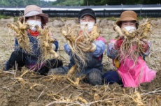 2025경북영주 풍기인삼축제 & 영주장날 농특산물대축제 개최, 국내여행, 여행정보