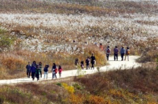 충주시, 가을빛으로 물든 비내섬, 비내섬 축제 18~19일 개최, 국내여행, 여행정보