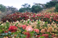  합천군 목수국 정원, 새 관광 자원으로 급부상, 국내여행, 여행정보