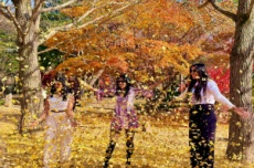 남이섬, 20년째 송파구와 함께 만드는 황금빛 가을, 국내여행, 여행정보