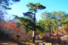 울진군, 깊어가는 가을, 철도로 떠나는 울진 걷기 여행, 국내여행, 여행정보
