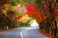 완도군, 슬로시티 청산도, ‘단풍길 소풍’ 행사 개최, 국내여행, 여행정보