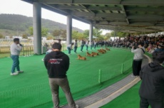 진도개 테마파크, 1월 31일 올해 첫 진도개 공연 시작, 국내여행, 여행정보