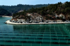 초록빛 바다목장 ‘장흥 매생이 양식장’ 사진명소로 각광, 국내여행, 여행정보