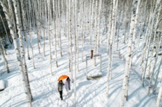 영양군, 자작나무숲 권역 글로벌 관광 메카 도약, 국내여행, 여행정보