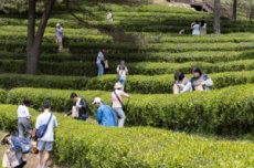 보성다향대축제, 문화체육관광부 ‘로컬 100’ 선정, 국내여행, 여행정보