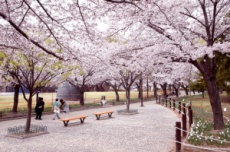 김해를 꽃 대궐로 만들 봄꽃 명소는 어디? , 국내여행, 여행정보