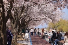 양양 남대천 핑크빛 벚꽃 물결…‘양양 남대천 벚꽃축제’ 개최 , 국내여행, 여행정보