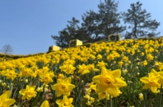 신안군 선도, ‘바다와 봄을 잇는 노란 물결’  ‘2026 섬 수선화 축제’ 개최, 국내여행, 여행정보