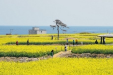 포항 호미반도 유채꽃 축제, 4월 4~5일 개최, 국내여행, 여행정보