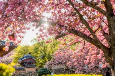 순천시, 분홍빛 꽃비 아래 내 마음도 ‘차(茶)오르는 봄’ 웰니스 여행, 국내여행, 여행정보