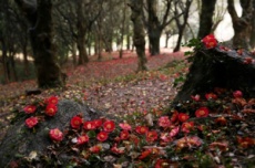 강진군, 천년고찰 백련사 동백축제 27~29일 개최, 국내여행, 여행정보