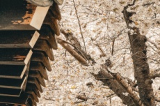 봄은 하동에서 시작해, 하동에서 완성된다, 국내여행, 여행정보