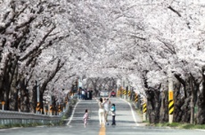 함양군, 제24회 함양 백운산 벚꽃축제 4월 4~5일 개최 , 국내여행, 여행정보