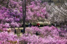 부천시,  부천 페스타 봄꽃여행 28일 개막, 국내여행, 여행정보