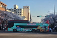창원시, 진해군항제 ‘벚꽃 투어버스’ 특별 운행, 국내여행, 여행정보