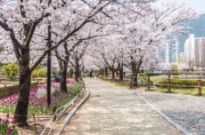 김해에서 봄을 제대로 느낄 수 있는 산책길 명소 , 국내여행, 여행정보