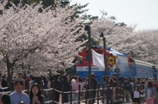창원시, '봄의 시작' 최대 벚꽃 축제, '진해군항제' 개막, 국내여행, 여행정보
