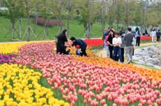 하남시, 도심 곳곳 봄꽃 물결…벚꽃 튤립 볼거리 풍성, 국내여행, 여행정보