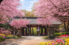 남이섬, 봄꽃 릴레이 ‘벗(友)꽃놀자’ 4월 11일 , 국내여행, 여행정보