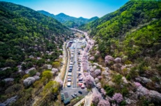 친환경 축제, 금산 보곡산골 산벚꽃 축제, 11일 개최, 국내여행, 여행정보