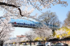 안성시, 벚꽃 이번 주 절정, 다채로운 봄 여행 코스 주목, 국내여행, 여행정보