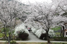 보령시, 순백의 꽃길, 보령무궁화수목원 봄 명소 각광 , 국내여행, 여행정보