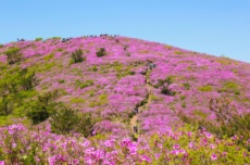 보성군, 5월 2일 ~ 4일 일림산 철쭉문화행사 개최, 국내여행, 여행정보