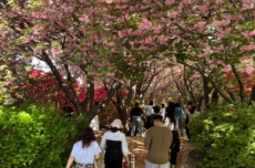 전주시 완산공원 꽃동산, 봄꽃 절정, 봄나들이 명소 각광, 국내여행, 여행정보