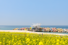 강릉 5월의 추천여행지, 사근진 해변 멀티플 광장 선정, 국내여행, 여행정보