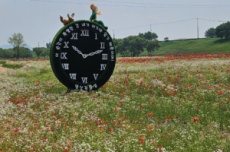 나주시, 영산강 물든 붉은 꽃물결…나주 꽃양귀비 절정 예고, 국내여행, 여행정보