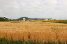 갈대빛 청보리와 붉고 노란 꽃물결, 묵호항 준설토장 꽃밭 인기몰이, 국내여행, 여행정보