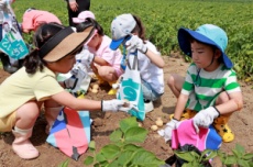 괴산군, “감자에 반하고, 감물에 물들다” 감물감자축제 개최, 국내여행, 여행정보