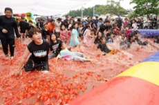 경기 광주시, 물(水)맑은 퇴촌, 물(紅)오른 토마토, 퇴촌토마토거리축제 19일 개막, 국내여행, 여행정보