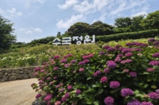 신안군, 바다 건너 만나는, '섬 수국축제' 개최, 국내여행, 여행정보