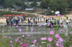 ‘무섬, 시간을 건너 사람을 잇다’ 영주 무섬외나무다리축제 개최, 국내여행, 여행정보
