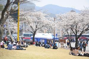 벚꽃에 물든 캠퍼스, 상명대학교 천안캠퍼스,국내여행,음식정보