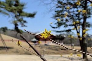 꽃 피는 조선왕릉으로 떠나자! 품격 있는 봄 나들이