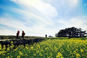 4월엔 느린 걸음으로 ‘청산 완보(緩步)’ ,전라남도 완도군