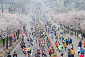 벚꽃이 휘날리는 낭만 레이스, 예산벚꽃마라톤대회,충청남도 예산군