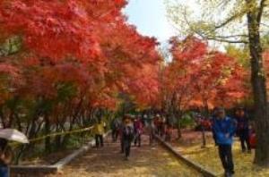 가을 문화축제의 끝판왕, 소요단풍문화제